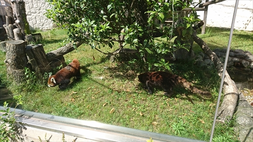 25日・天王寺動物園！